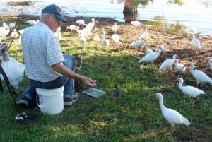 Denny Distracted by Ibis